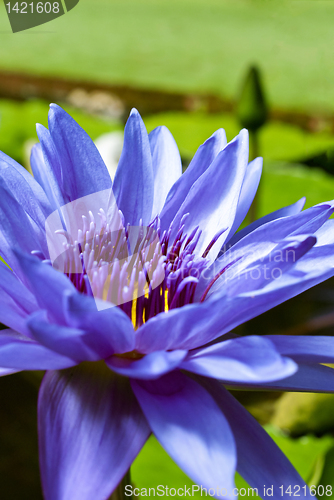 Image of Tropical Waterlily