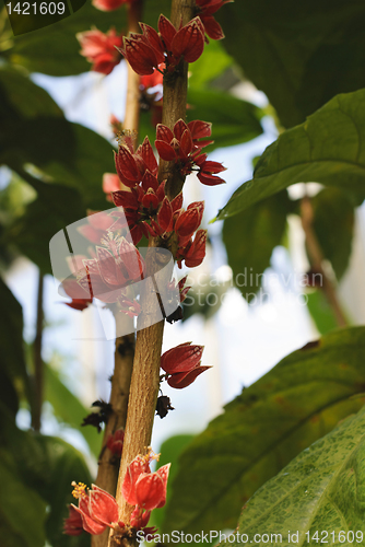 Image of Goethea Cauliflora