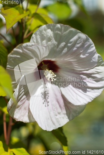 Image of Hibiscus Grandiflorus