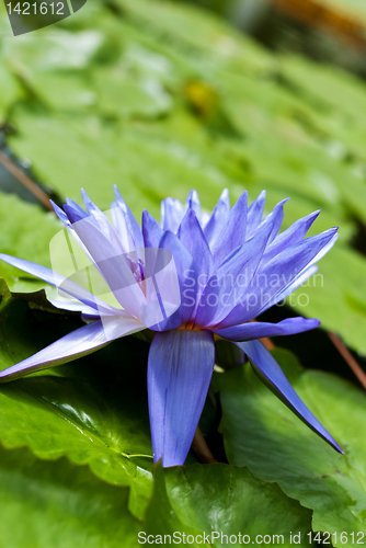 Image of Tropical Waterlily
