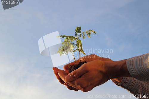 Image of Plant in hands