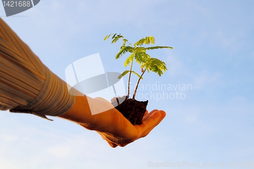 Image of Plant in a hand