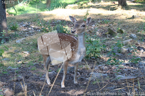 Image of Fallow deer in the wood