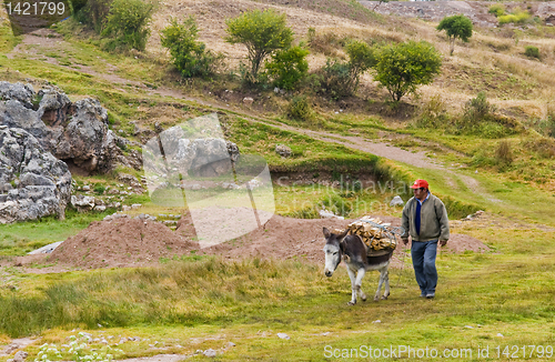 Image of Donkey in Peru