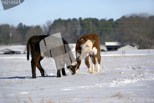 Image of Calves