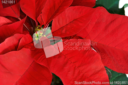 Image of Poinsettia