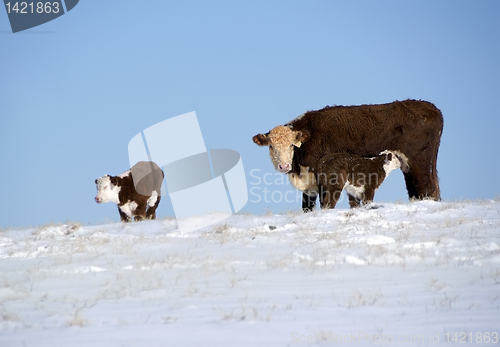 Image of Cow with calves