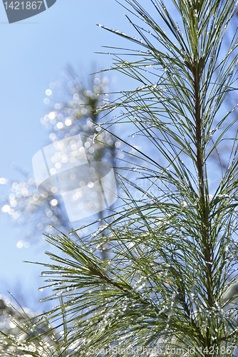 Image of Pine tree with ice drops