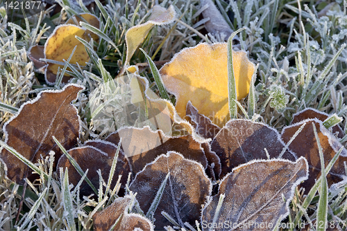 Image of Frosted leaves