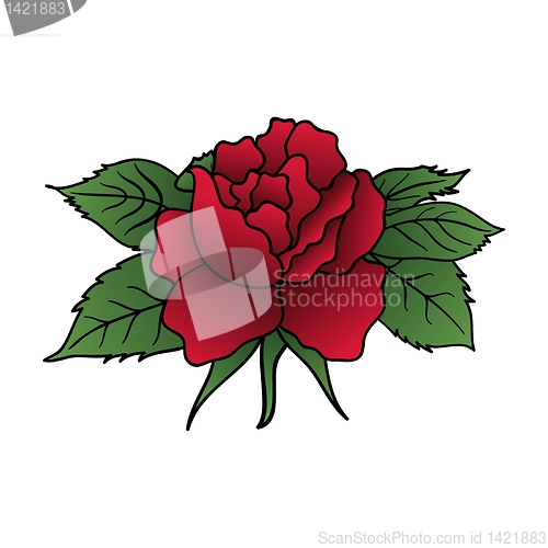 Image of beautiful red rose isolated