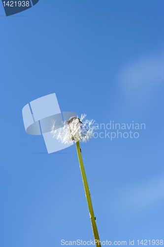 Image of dandelion and sky
