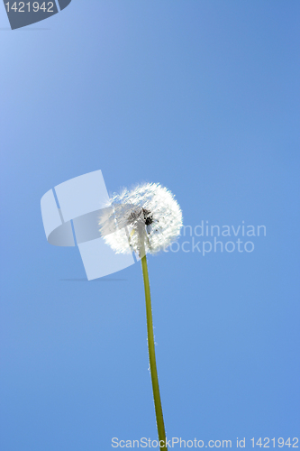 Image of dandelion and sky