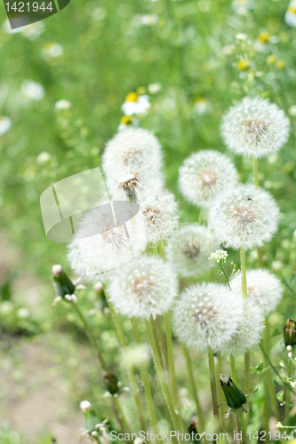 Image of meadow