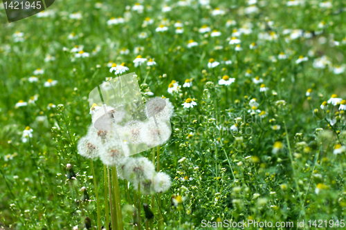 Image of meadow