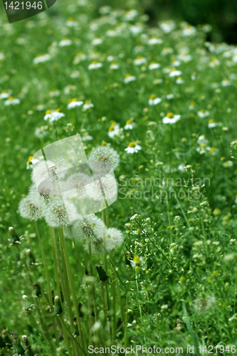 Image of meadow