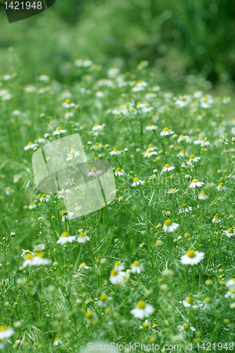 Image of meadow