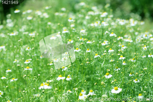 Image of meadow