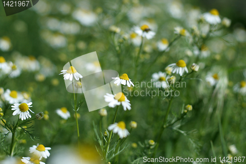 Image of meadow