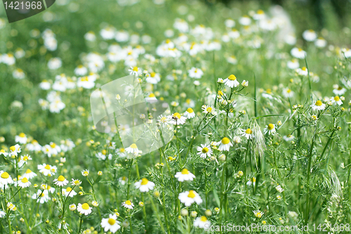 Image of meadow