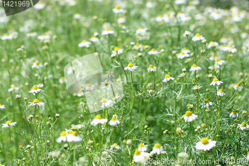 Image of meadow