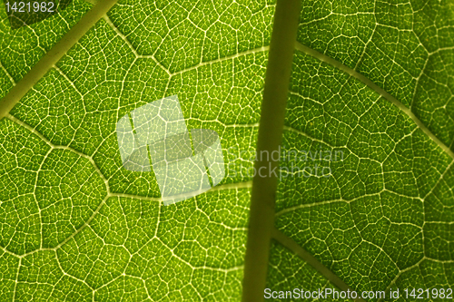 Image of green leaf texture