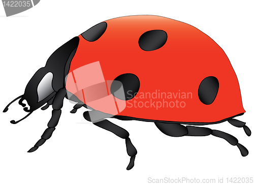 Image of ladybird