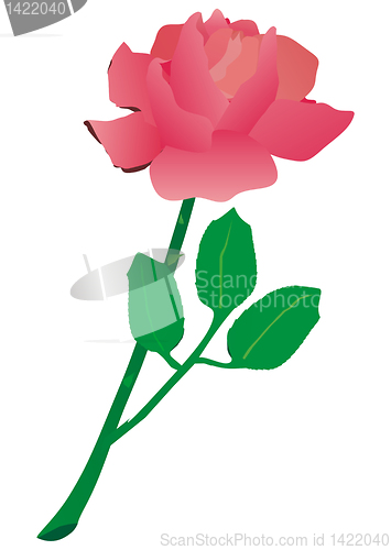 Image of rose