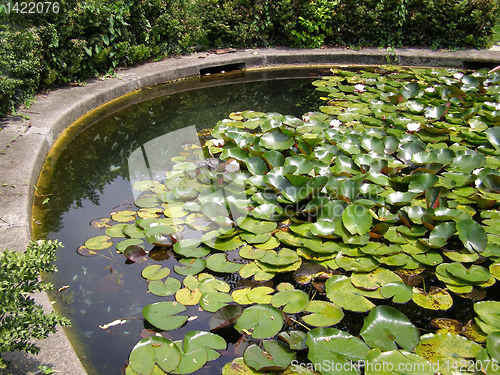 Image of Water lily Nimphaea