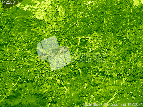 Image of Infrared target view