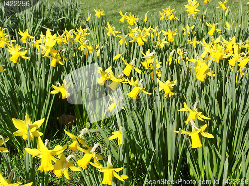 Image of Daffodils picture