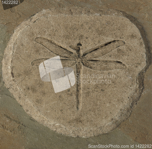 Image of Dragonfly Fossil