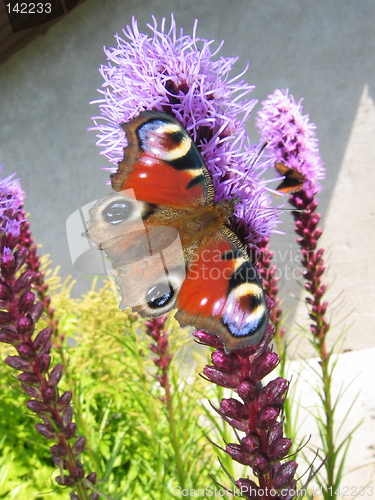 Image of butterfly