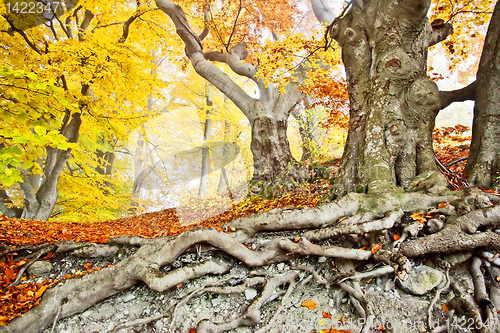 Image of yellow autumn forest
