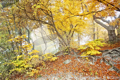 Image of yellow autumn forest