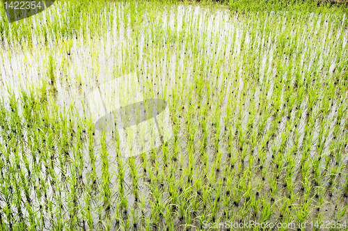 Image of Rice Paddy