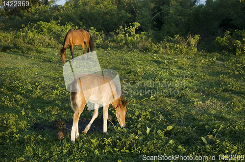 Image of Foal