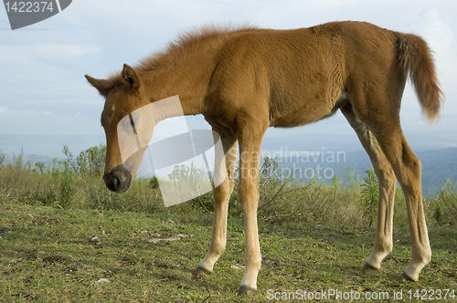 Image of Foal