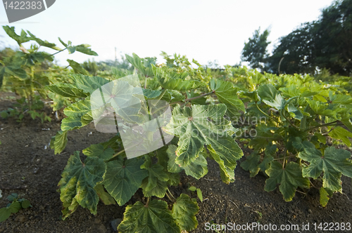 Image of Okra Plantation