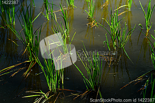 Image of Rice Paddy
