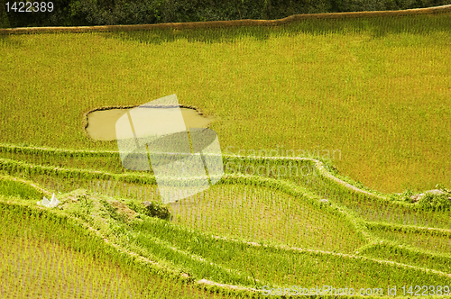 Image of Rice Paddies