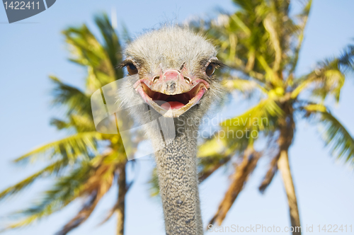 Image of Smiling Ostrich