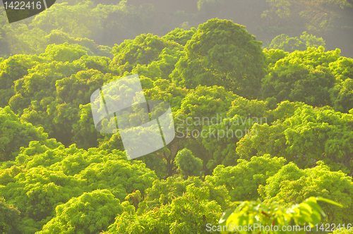 Image of Mango Orchard