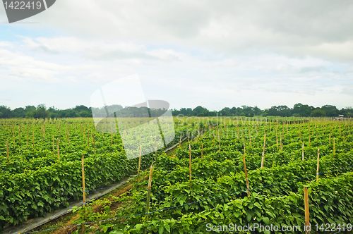 Image of Vegetable Farm