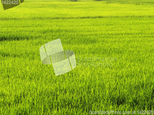 Image of Ricefield