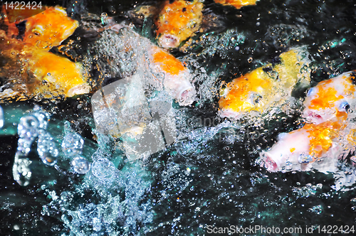 Image of Koi Fish