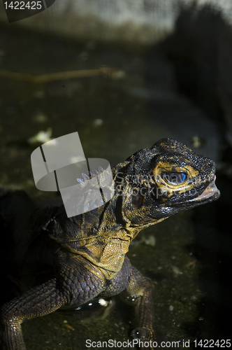 Image of Monitor Lizard