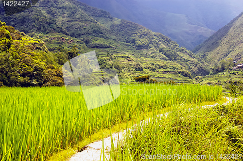 Image of Rice Field
