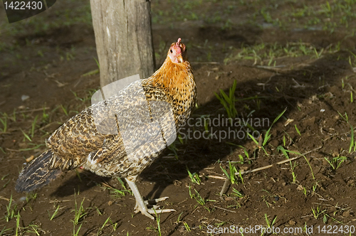 Image of Chicken