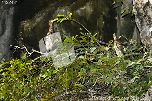 Image of Night Heron