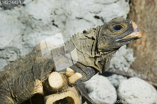 Image of Monitor Lizard